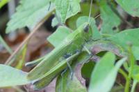 Chorthippus dorsatus