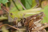 Chorthippus dorsatus