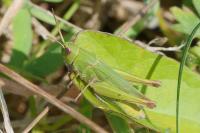 Chorthippus dorsatus