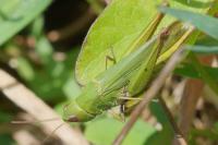 Chorthippus dorsatus