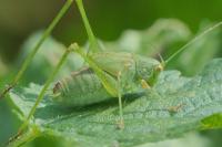 Phaneroptera
