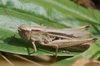 Chorthippus albomarginatus