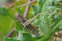 Chorthippus albomarginatus