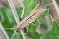 Chorthippus albomarginatus