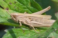 Chorthippus albomarginatus