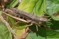 Chorthippus albomarginatus