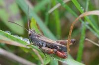 Omocestus rufipes
