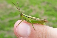 Mecostethus parapleurus