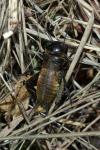 Gryllus campestris
