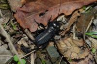 Gryllus campestris