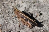 Aiolopus strepens
