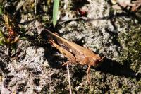 Aiolopus strepens