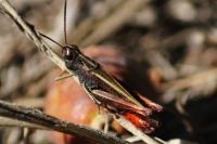 Omocestus rufipes
