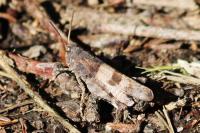 Oedipoda caerulescens