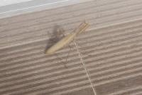 Mantis religiosa