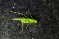Phaneroptera nana