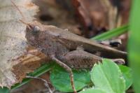 Aiolopus strepens