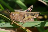 Aiolopus strepens