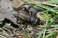 Gryllus campestris