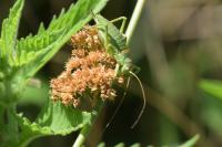 Uromenus rugosicollis