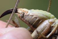 Platycleis albopunctata