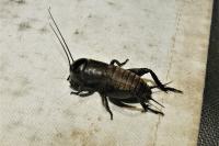 Gryllus campestris