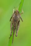 Tetrix subulata