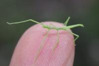 Clonopsis gallica