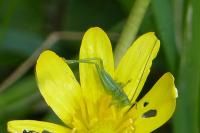 Tettigonia viridissima