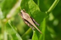 Tetrix subulata