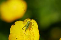 Tettigonia viridissima