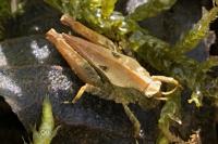 Tetrix undulata
