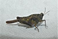 Tetrix ceperoi