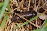 Gryllus campestris