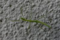 Clonopsis gallica