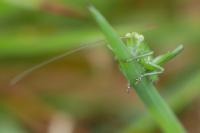 Tettigonia viridissima