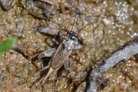 Eumodicogryllus bordigalensis