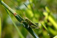 Tettigonia viridissima