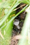 Gryllus campestris