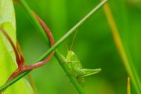 Tettigonia viridissima