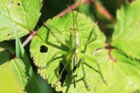 Tettigonia viridissima