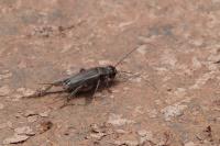 Eumodicogryllus bordigalensis