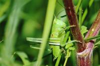 Tettigonia viridissima