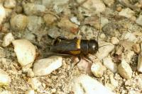 Gryllus campestris