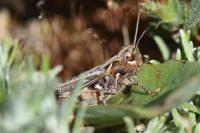 Myrmeleotettix maculatus