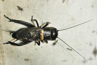 Gryllus campestris