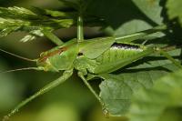 Tettigonia viridissima