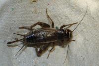 Eumodicogryllus bordigalensis
