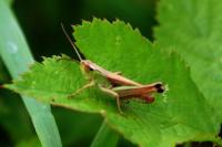 Pseudochorthippus parallelus