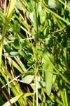 Tettigonia viridissima
